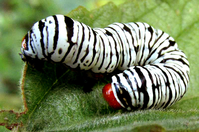 Hieroglyphic Moth Caterpillar, DIPHTHERA FESTIVA