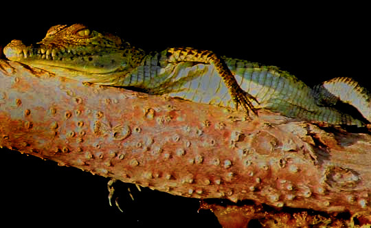 American Crocodile, CROCODYLUS ACUTUS, juvenile basking