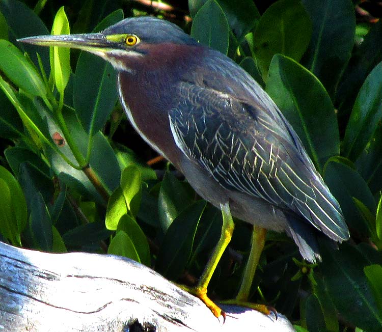 Green Heron, BUTORIDES VIRESCENS