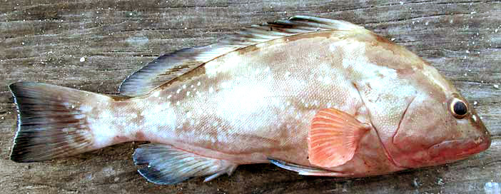 Red Grouper, EPINEPHELUS MORIO