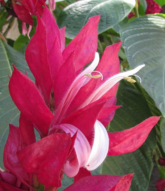 Brazilian Red-cloak, MEGASKEPASMA ERYTHROCHLAMYS, flowers