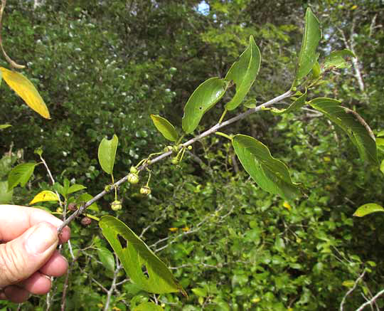 Snakewood, COLUBRINA ELLIPTICA, with leaves & fruits