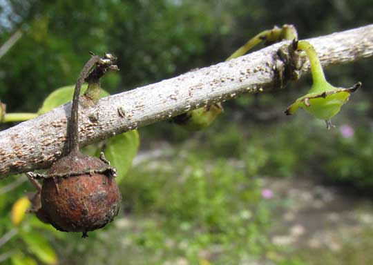 Snakewood, COLUBRINA ELLIPTICA, with with fruit