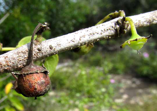 Snakewood, COLUBRINA ELLIPTICA, with with fruit