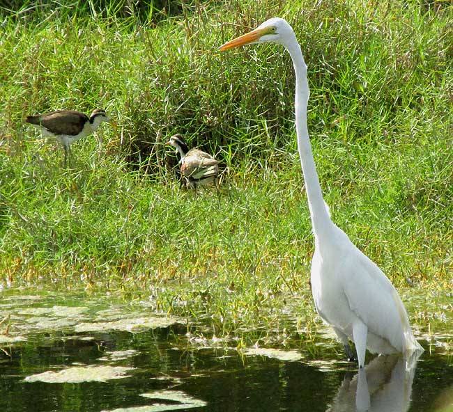 Great Egret, ARDEA ALBA, wading