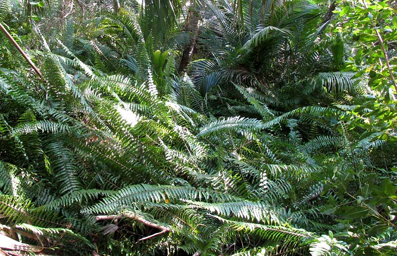 Giant Sword Fern, NEPHROLEPIS BISERRATA