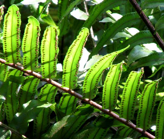 Giant Sword Fern, NEPHROLEPIS BISERRATA, sori