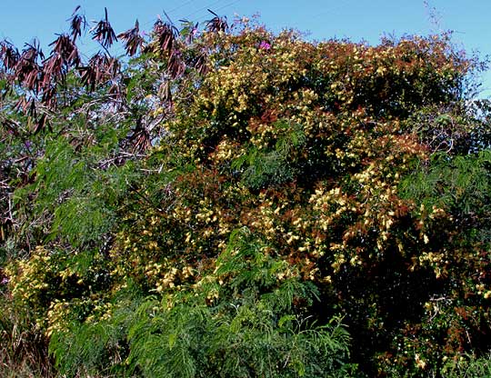 Logwood, HAEMATOXYLUM CAMPECHIANUM, tree in flower