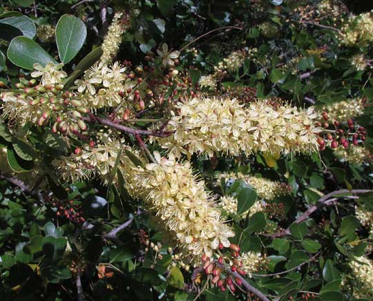 Logwood, HAEMATOXYLUM CAMPECHIANUM, flower clusters