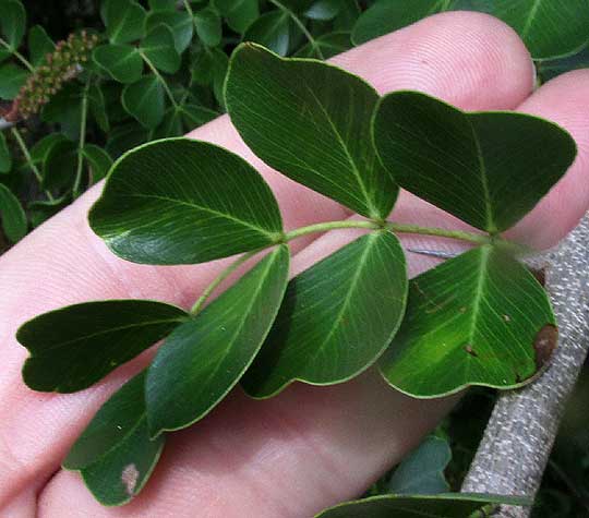 Logwood, HAEMATOXYLUM CAMPECHIANUM, leaf