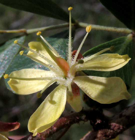 Logwood, HAEMATOXYLUM CAMPECHIANUM, flower showing ovary