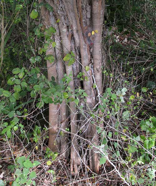 Logwood, HAEMATOXYLUM CAMPECHIANUM, trunk