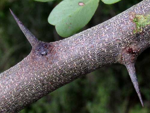 Logwood, HAEMATOXYLUM CAMPECHIANUM, spines