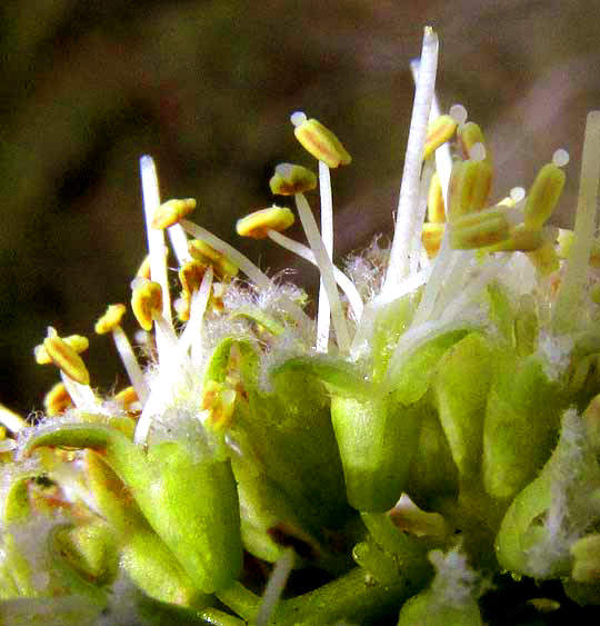 Mesquite, PROSOPIS JULIFLORA, flowers with glands atop anthers