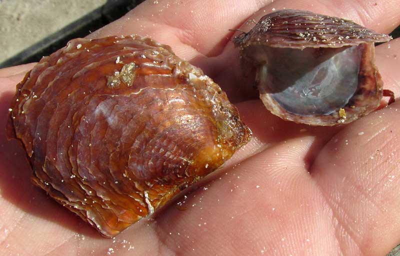 Atlantic Pearl Oyster, PINCTADA IMBRICATA, shells