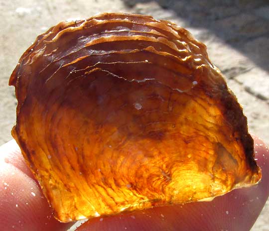 Atlantic Pearl Oyster, PINCTADA IMBRICATA, shell