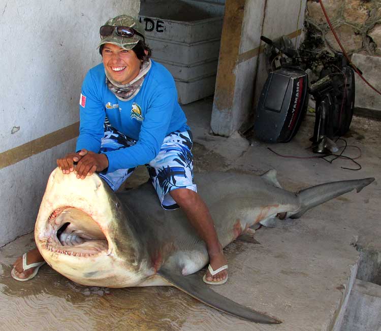 Bull Shark, CARCHARHINUS LEUCAS