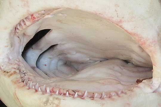 Bull Shark, CARCHARHINUS LEUCAS, mouth