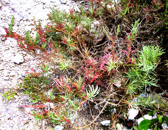 Seablite, SUAEDA LINEARIS, plant