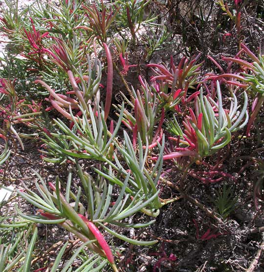 Seablite, SUAEDA LINEARIS, stems & succulent leaves