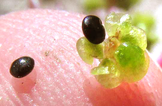 Seablite, SUAEDA LINEARIS, seeds