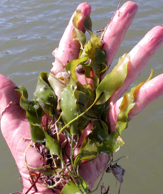 CAULERPA PROLIFERA