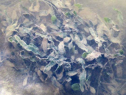 CAULERPA PROLIFERA in habitat