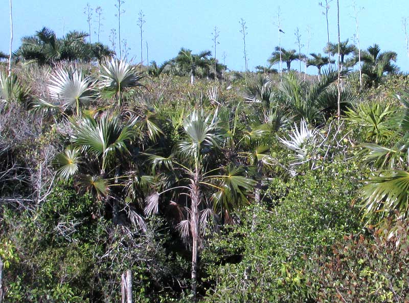 Mexican Silver Palm, COCCOTHRINAX READII, habitat
