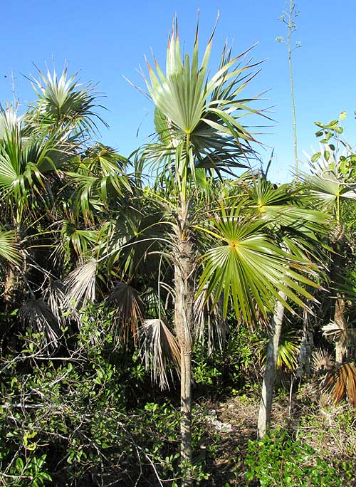 Mexican Silver Palm, COCCOTHRINAX READII