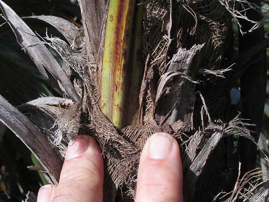 Mexican Silver Palm, COCCOTHRINAX READII, petiole bases