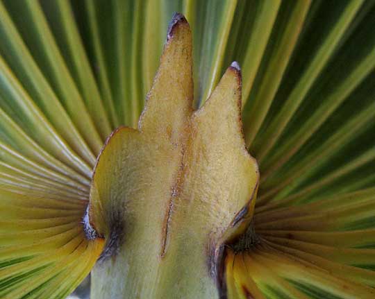 Mexican Silver Palm, COCCOTHRINAX READII, bifid hastula