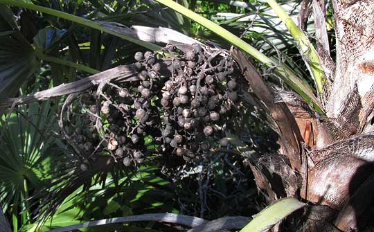 Mexican Silver Palm, COCCOTHRINAX READII, fruit cluster