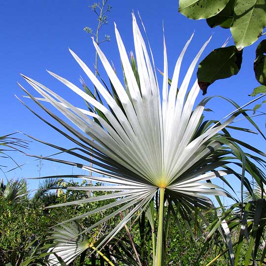 Mexican Silver Palm, COCCOTHRINAX READII, silvery frond underside