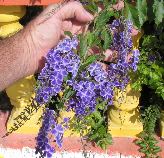 Skyflower, DURANTA ERECTA, racemes