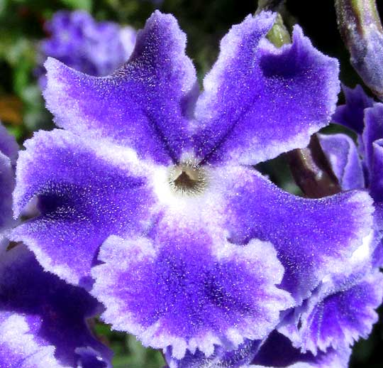 Skyflower, DURANTA ERECTA, flower from front