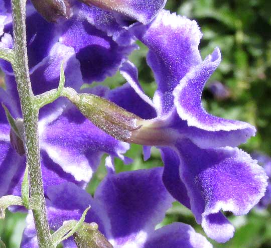 Skyflower, DURANTA ERECTA, flower side view