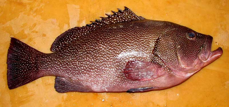 Calico Grouper, EPINEPHELUS DRUMMONDHAYI