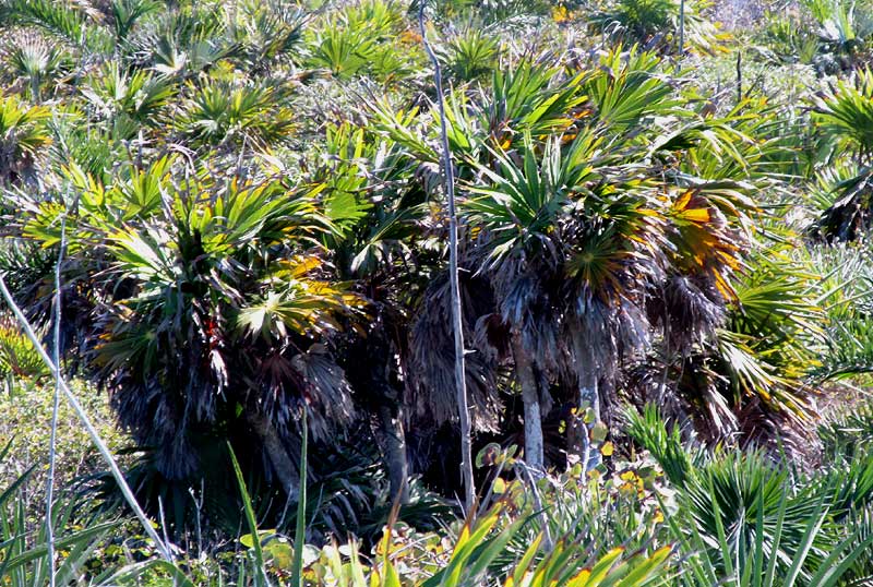Thatch Palm, THRINAX RADIATA, habitat