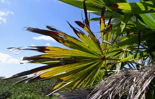 Thatch Palm, THRINAX RADIATA, salt-burned frond