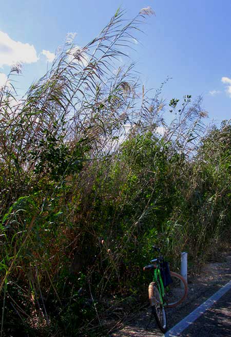 Common Reed, PHRAGMITES AUSTRALIS, habitat