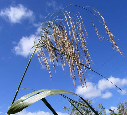 Common Reed, PHRAGMITES AUSTRALIS, inflorescence