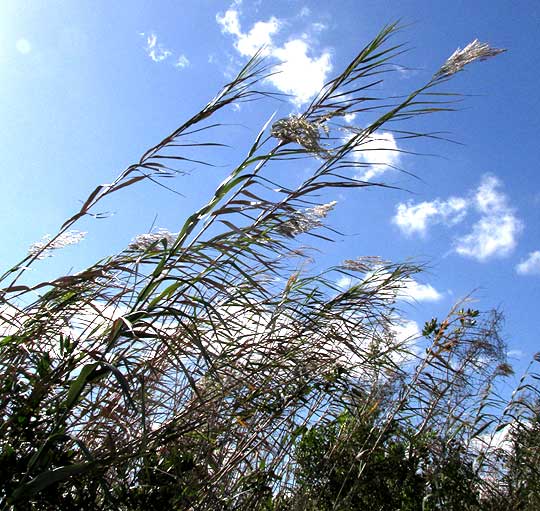 Common Reed, PHRAGMITES AUSTRALIS, pretty