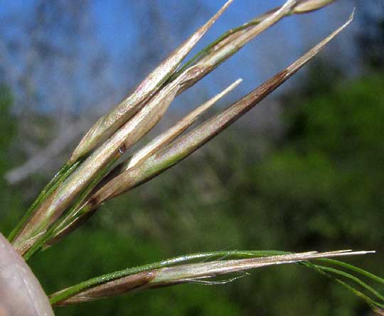 Common Reed, PHRAGMITES AUSTRALIS, spikelets