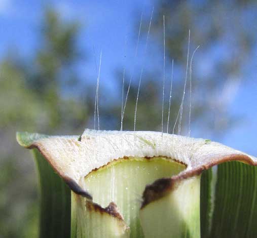 Common Reed, PHRAGMITES AUSTRALIS, ligule