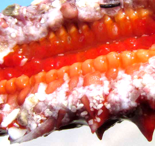 Spiny Sea Star, ECHINASTER SENTUS, close-up of arm bottom showing groove