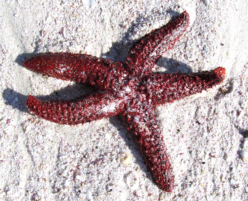 Spiny Sea Star, ECHINASTER SENTUS