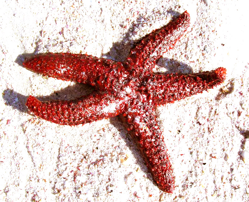 Spiny Sea Star, ECHINASTER SENTUS