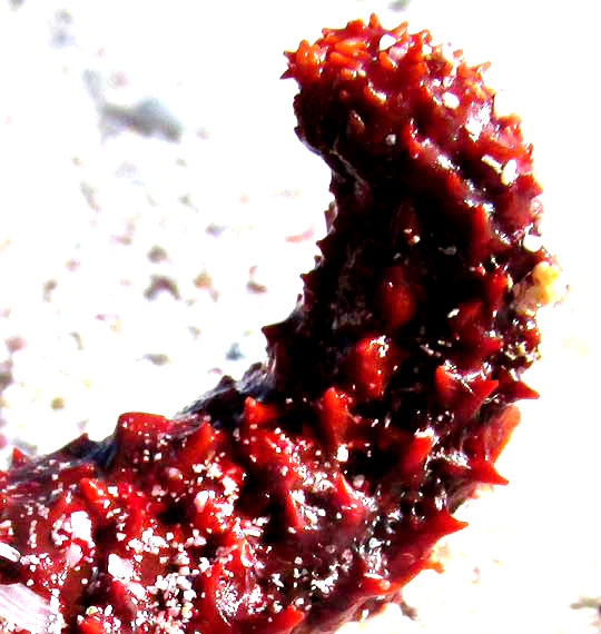 Spiny Sea Star, ECHINASTER SENTUS, close-up of spines