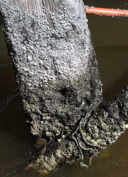 Bay Barnacle, AMPHIBALANUS IMPROVISUS, on pier piling