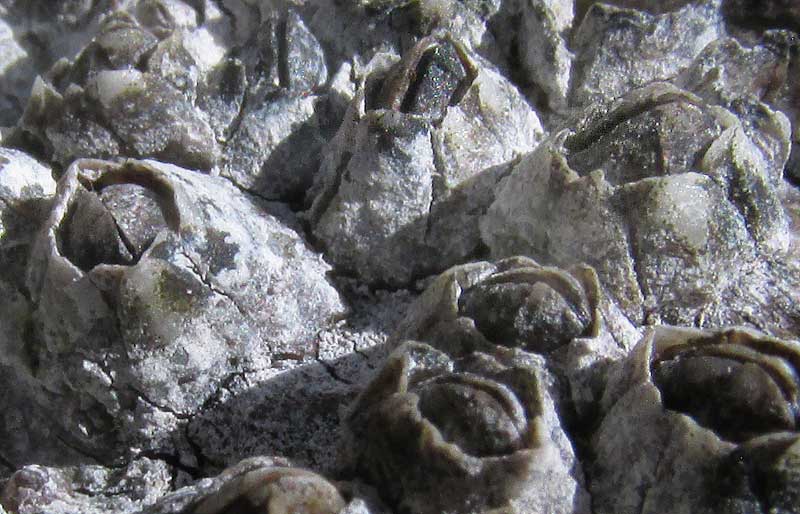 Bay Barnacle, AMPHIBALANUS IMPROVISUS, close-up